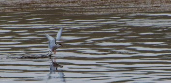 Bird Watching Tour in Nepal